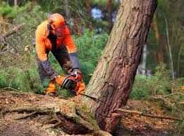 Professional  Tree Services in Payne, OH