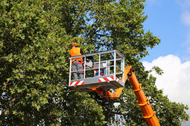 Why Choose Our Tree Removal Services in Payne, OH?