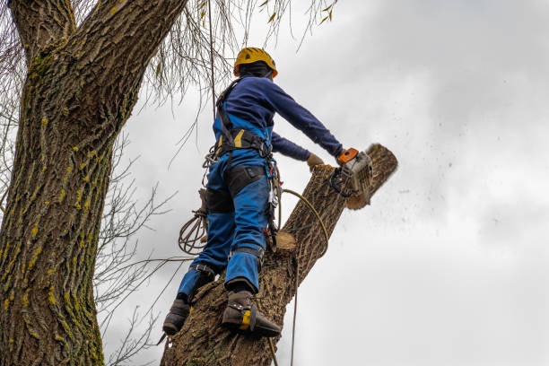 Best Tree Maintenance Programs  in Payne, OH