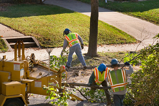  Payne, OH Tree Services Pros